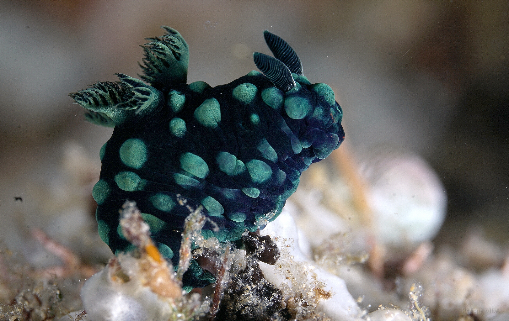 Banda Sea 2018 - DSC05923_rc - Crested nembrotha - Nembrotha cristana.jpg